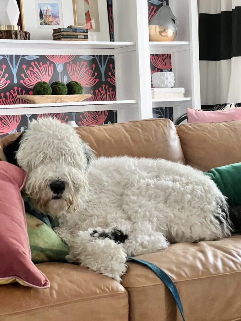 Nothing says welcome on this Fall Living Room tour more than our sheep-a-doodle dog, Bentley.