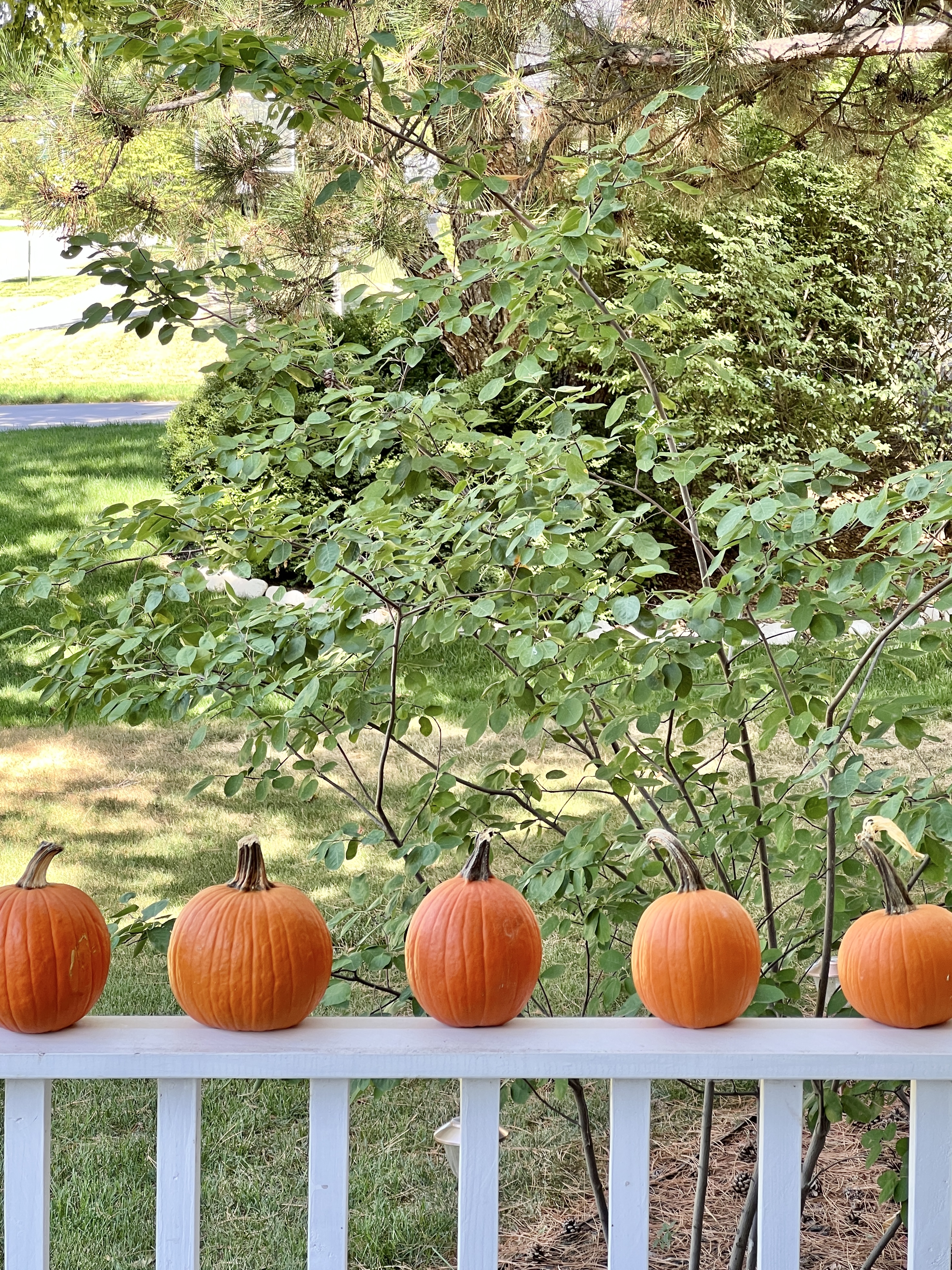 Orange pumpkins lined up on a porch railing.