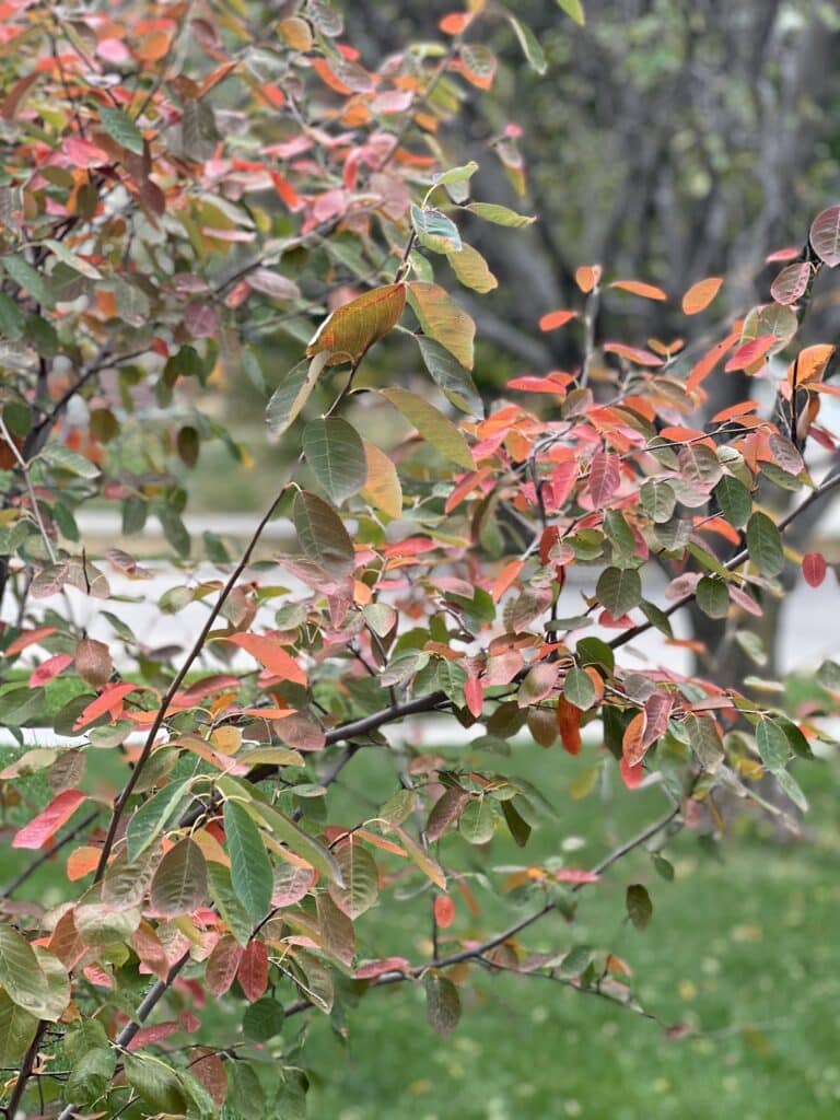 Changing leaf colors outside a kitchen window.