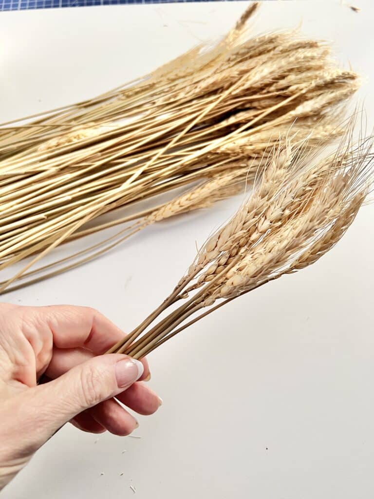 Holding five stems of wheat in a smaller bunch.