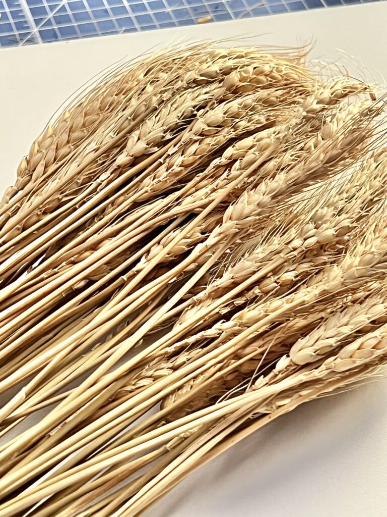 A large bundle of golden wheat stems to use in this Thanksgiving decor idea.