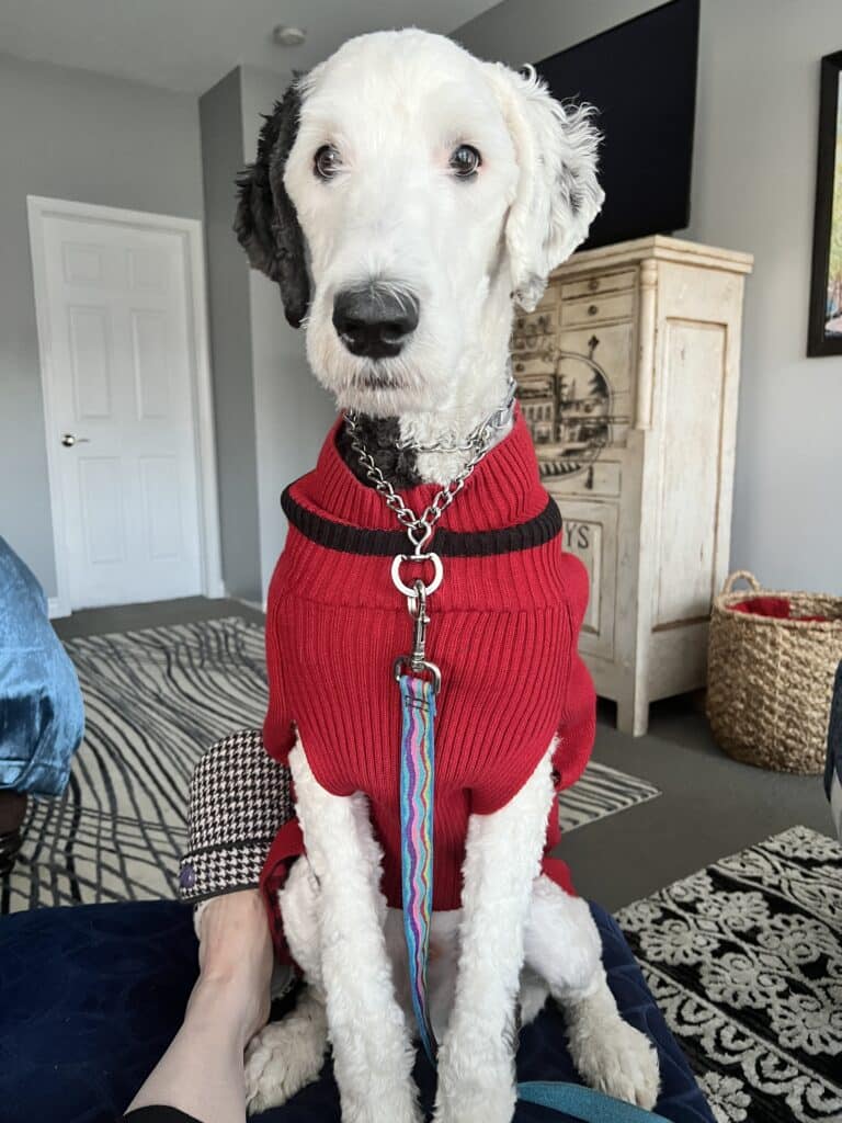 Bentley sitting at "attention" in his red Christmas sweater.