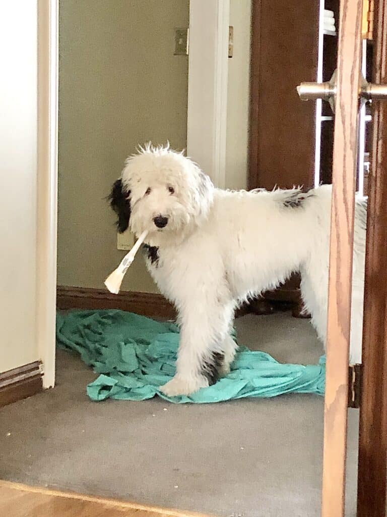 Our dog, Bentley, holding a paint brush in his mouth.