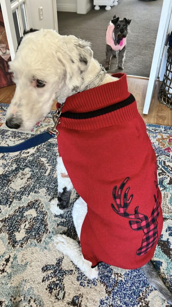 Bentley in his reindeer Christmas sweater.