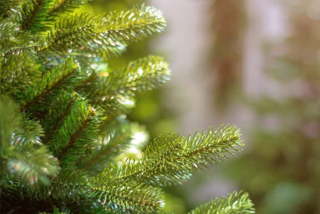 Green Christmas tree branches.