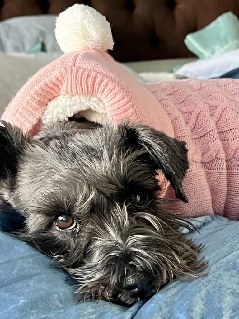 Gabby the schnauzer taking a nap.