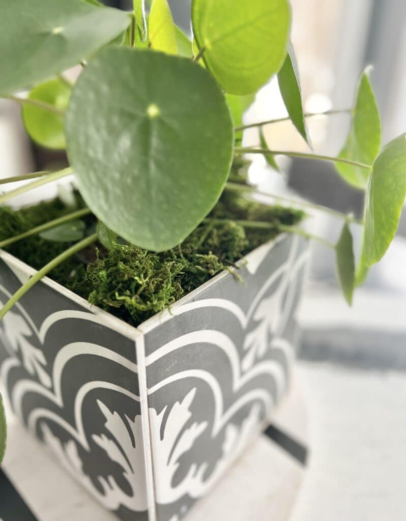 A Pilea Peperomioides plant sitting in the tile planter.