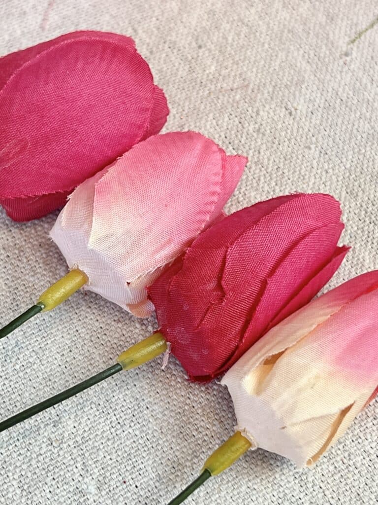 Dark pink and pale pink tulips.