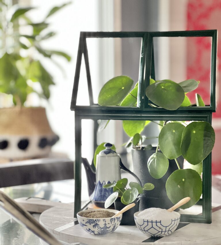 How to Make a Mini Tabletop Greenhouse