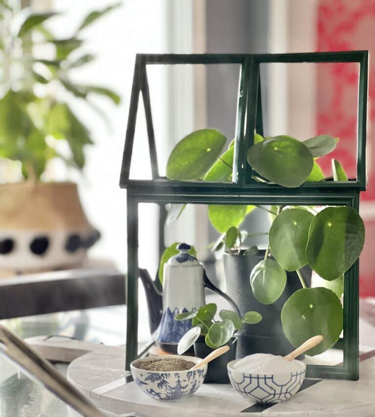 How to Make a Mini DIY Tabletop Greenhouse
