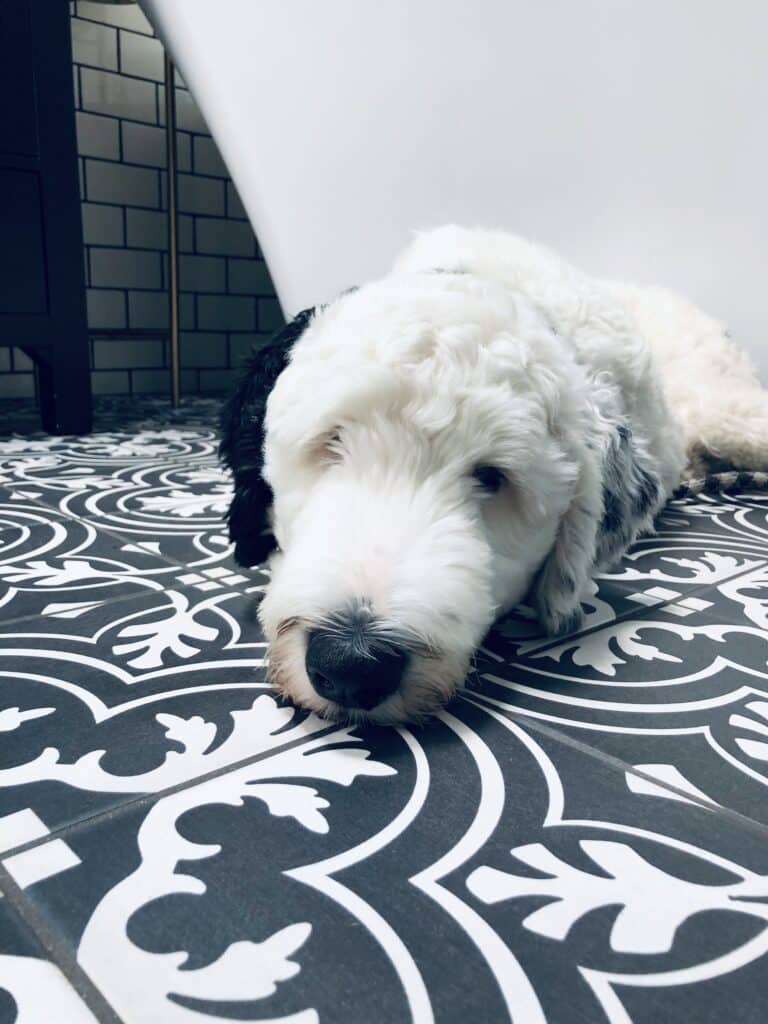 Our dog, Bentley, laying on the bathroom tile floor.