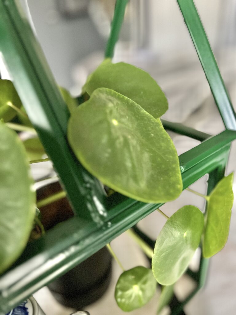 Money plant leaves peaking through the roof of a tabletop greenhouse.