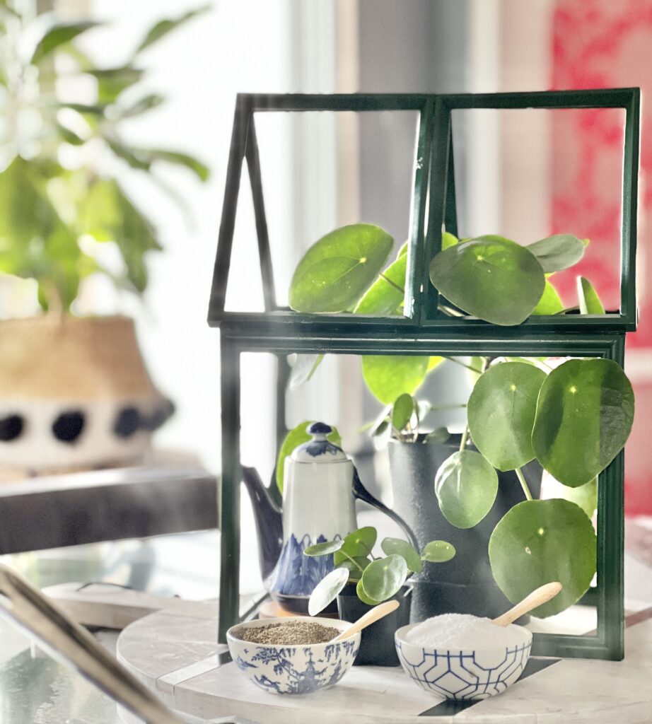 A DIY tabletop greenhoouse filled with a potted pilea plant.