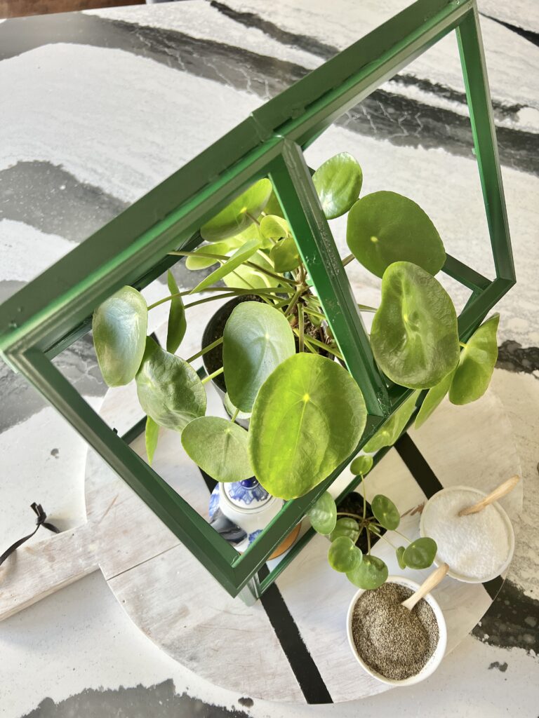 View through the roof of the mini tabletop greenhouse.