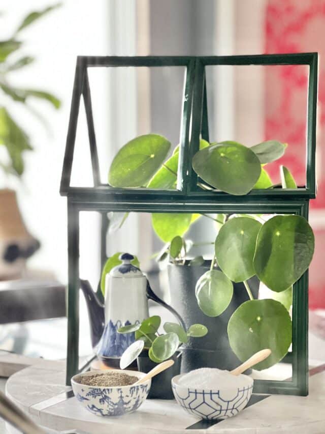 Mini tabletop greenhouse on the kitchen island counter.