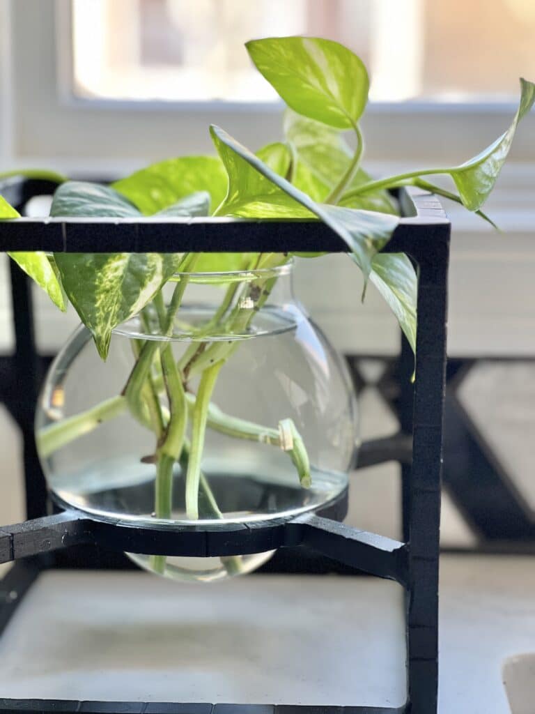 A pothos plant cutting in a glass vase that will start to grow roots.