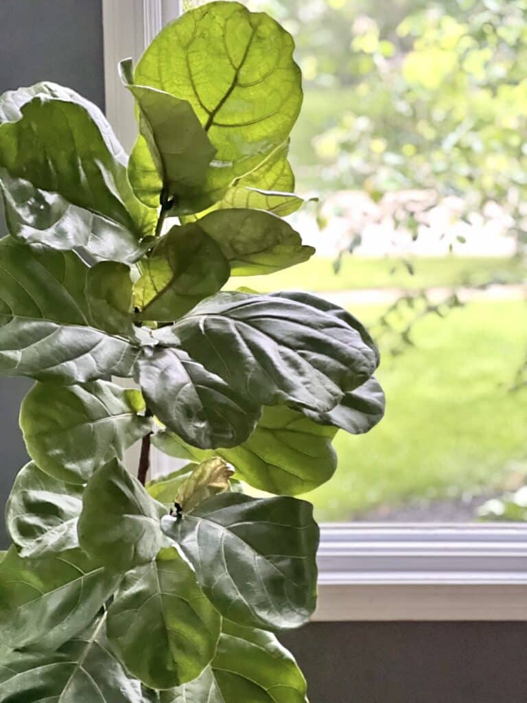 A fiddle leaf fig plant sitting in front of a window.