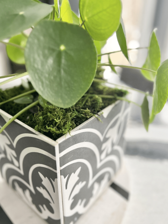 How to Make a DIY Tile Planter Box