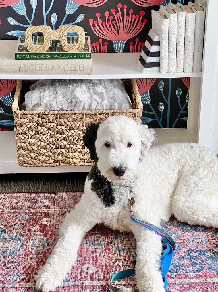 Our dog, Bentley, is lounging in front of the newly refurbished bookcase.