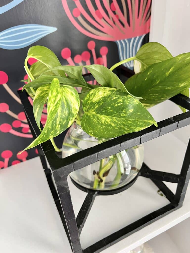 A pothos plant sitting on a white shelf.