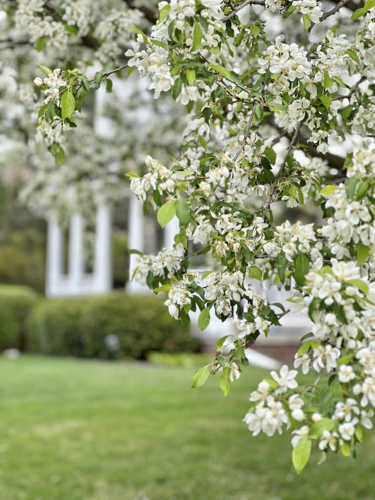 A bradford pear tree with white blooms in spring.
