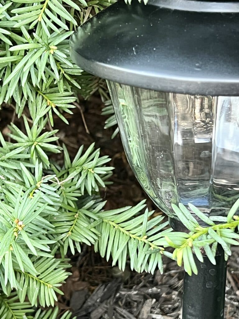 A painted solar light tucked beside a green bush.