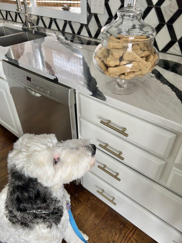 Our dog, Bentley, sitting in front of a jar of dog treats.