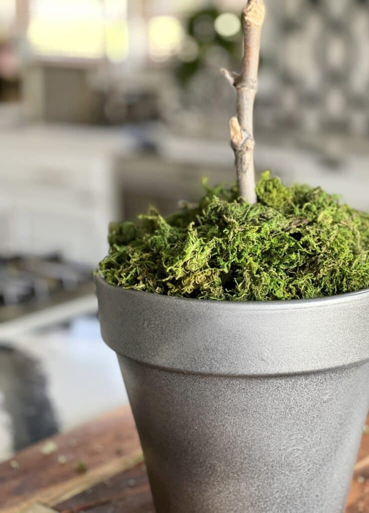 Green moss placed at the base of this DIY faux olive topiary project.