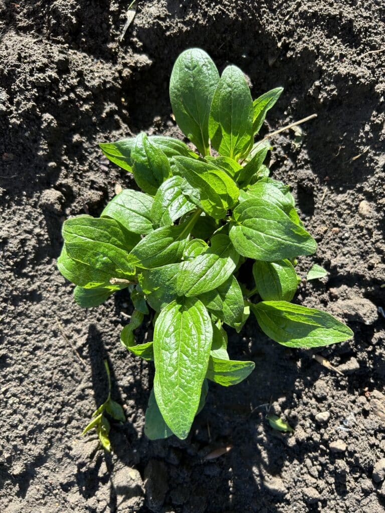 A coneflower plant that has been transplanted.