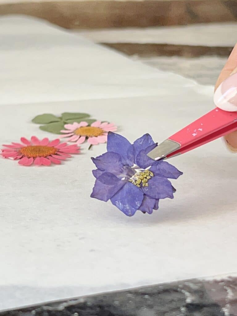 Picking up a pressed flower with tweezers.