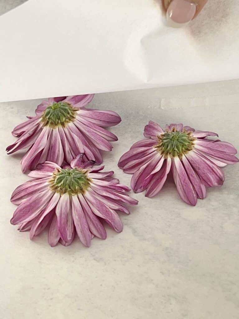 Daisy blooms placed between layers of parchment paper.