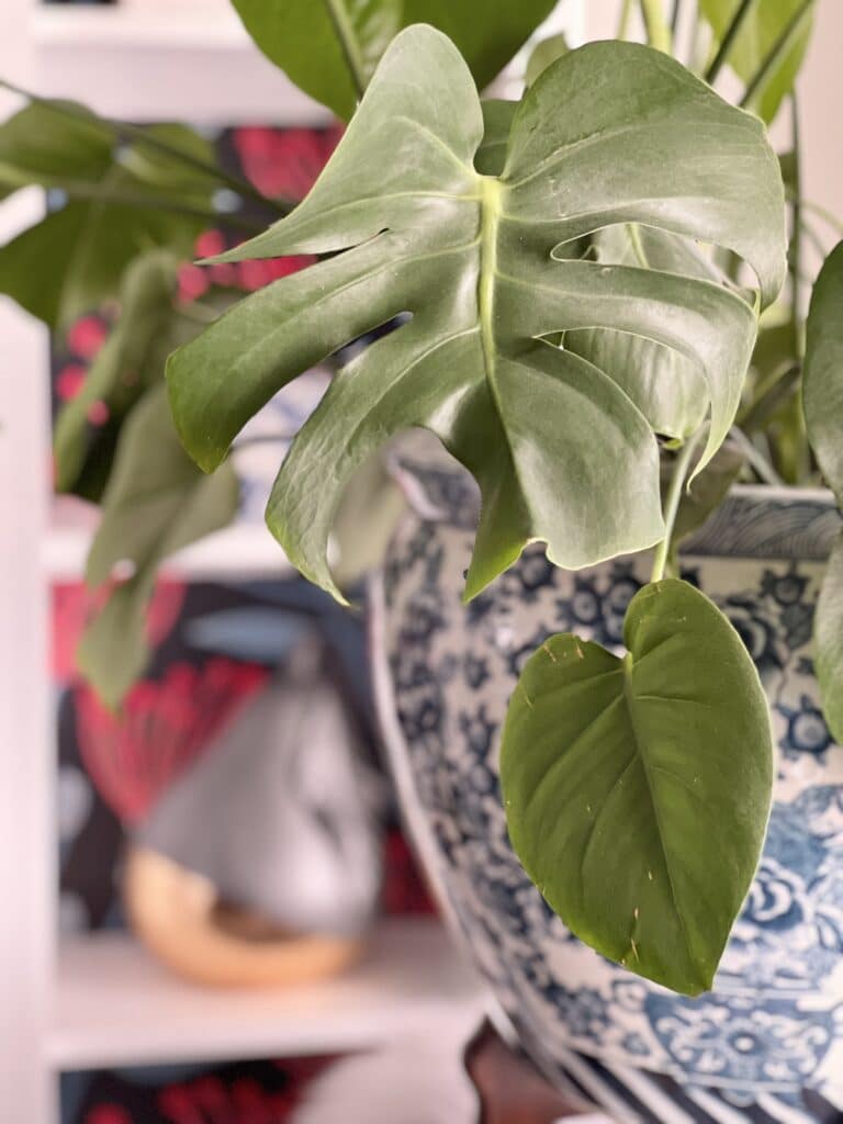 A large green Monstera plant in a blue and white chinoiserie jar.