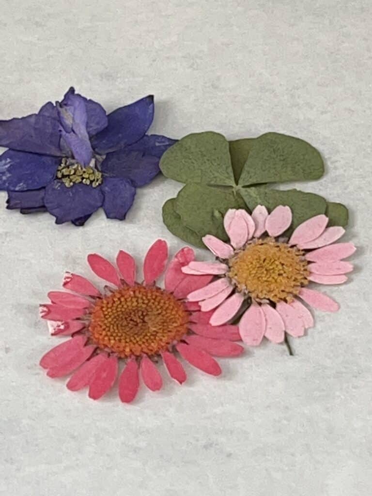 Multi-colored pressed flowers.