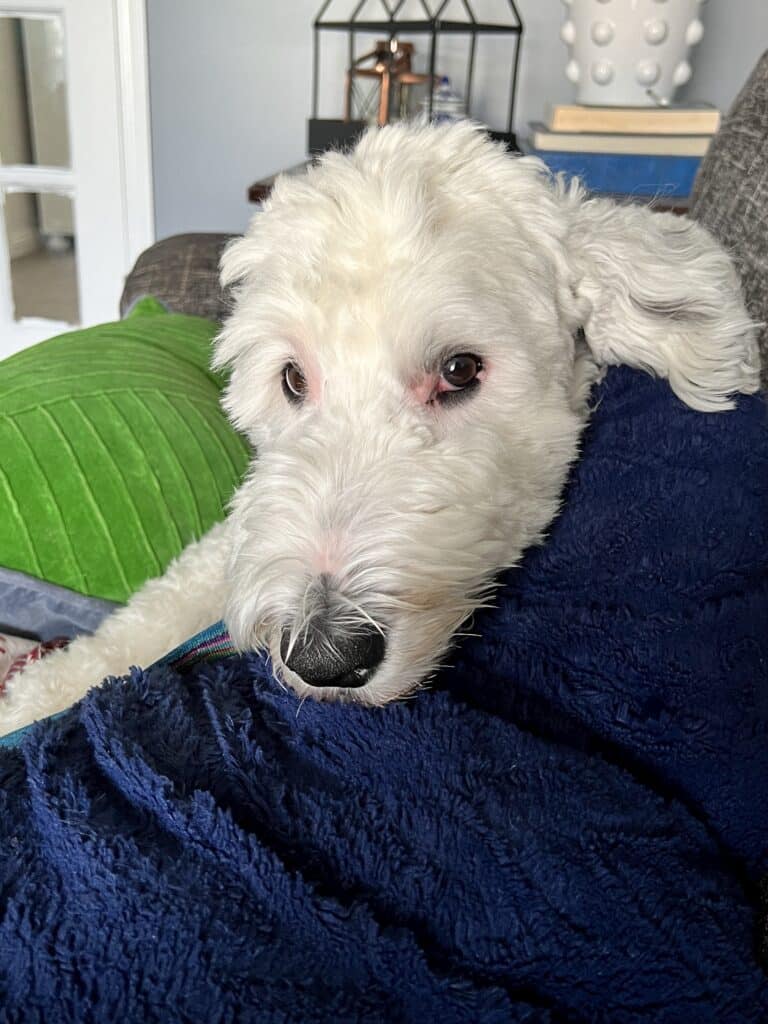 Our dog Bentley sitting on a sofa.