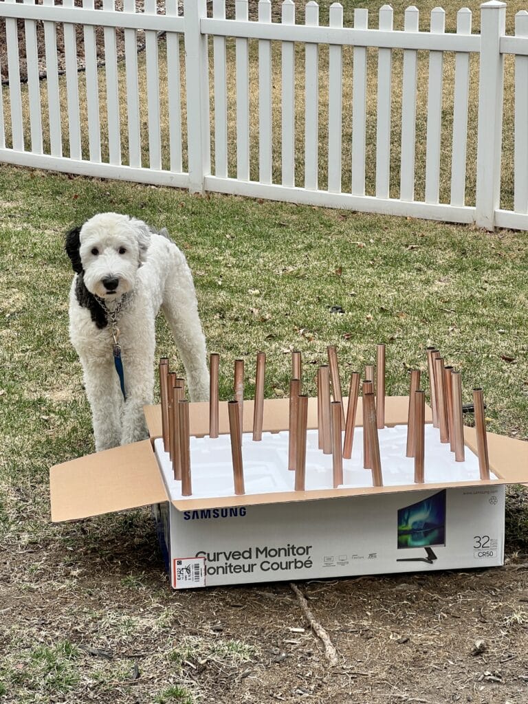 Our dog, Bentley, standing beside a box of styrofoam with light poles sticking out and ready for spray painting.