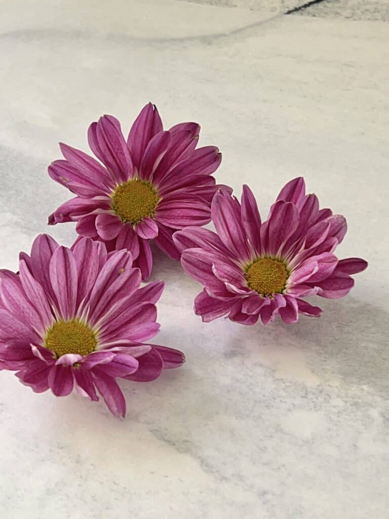 Three purple daisy blooms.