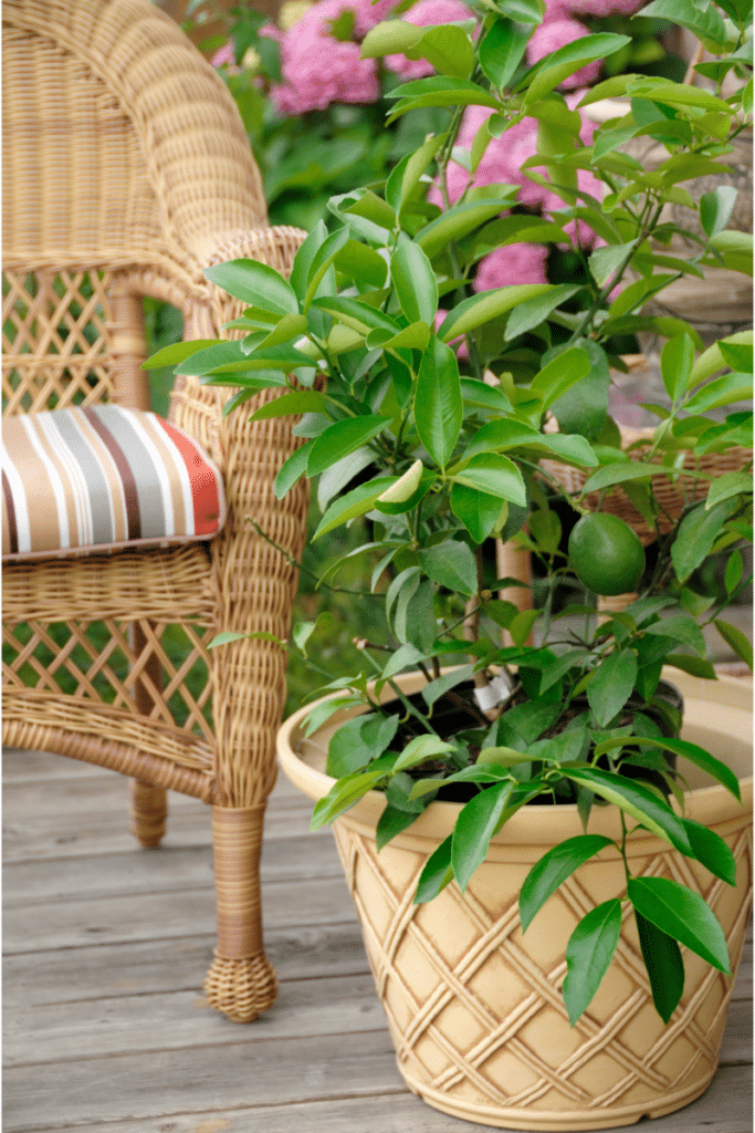 How to arrange potted plants on a patio: a lime tree beside a wicker chair.