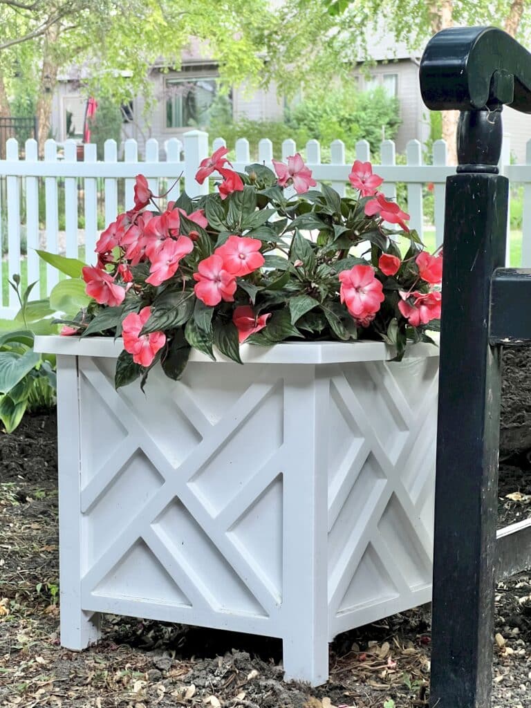 How to arrange potted plants on a patio: a white planter pot of coral double impatiens