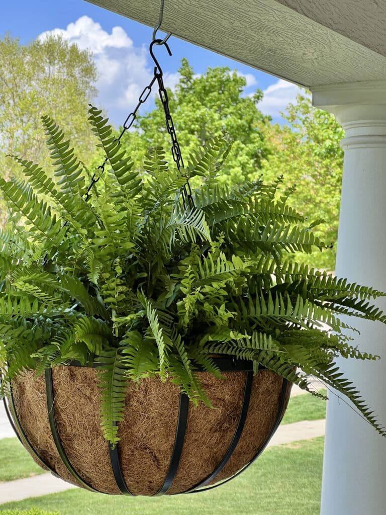 A Boston fern is planted in a hanging basket and hangs as a good plant for a covered porch.
