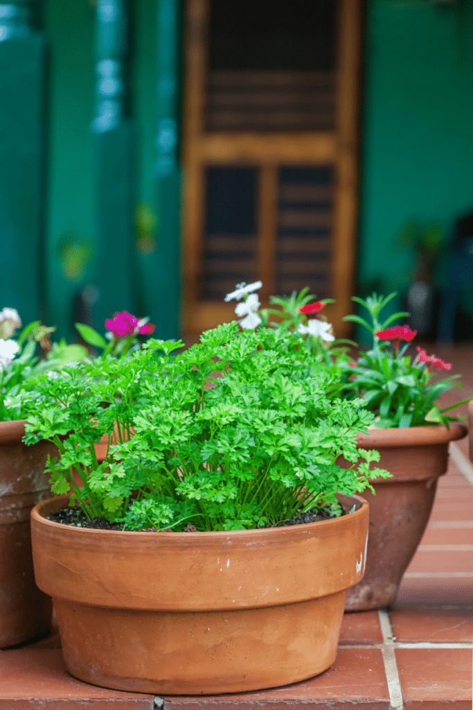 How to arrange potted plants on a patio: a terra cotta pot with parsley planted in it.