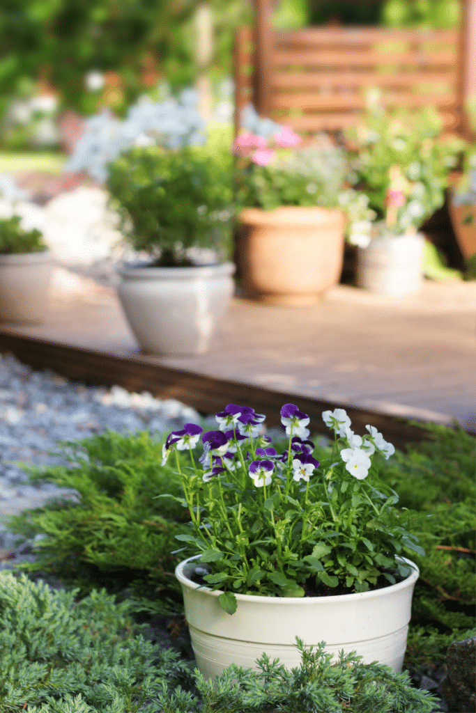 How to arrange potted plants on a patio: A small pot of violas sitting on a path beside a patio.