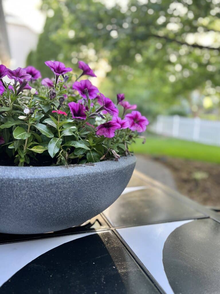 How to arrange potted plants on a patio: Purple petunias planted in a grey planter and sitting on a patio dining table.