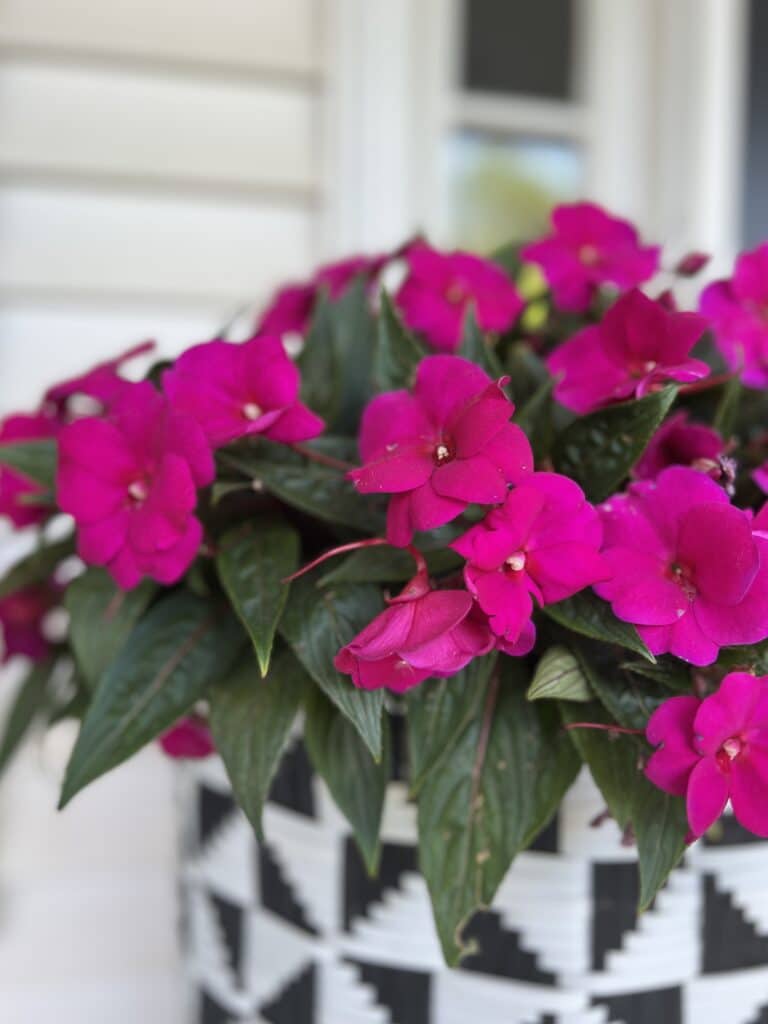 How to arrange potted plants on a patio: a black and white planter with bright pink double impatiens.