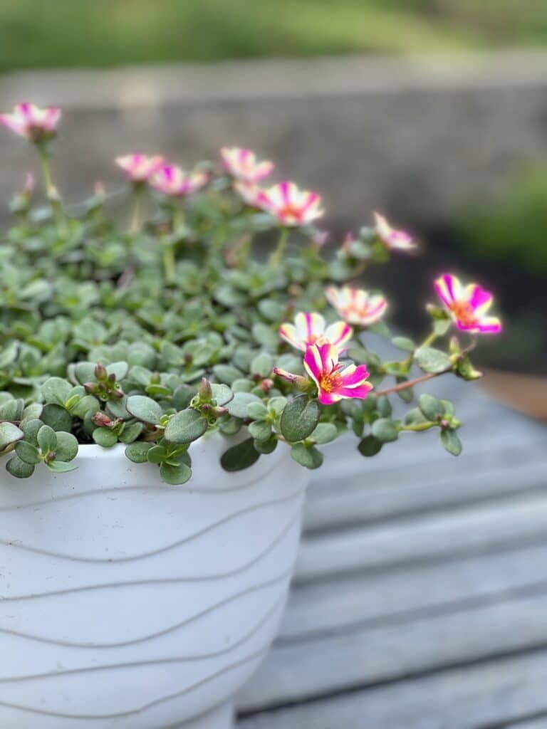 How to arrange potted plants on a patio: a white pot of pink and white portulaca plants.