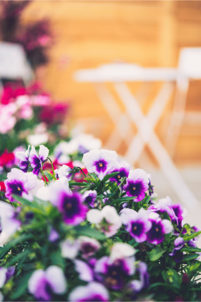 Purple and white violas in a pot on the patio.