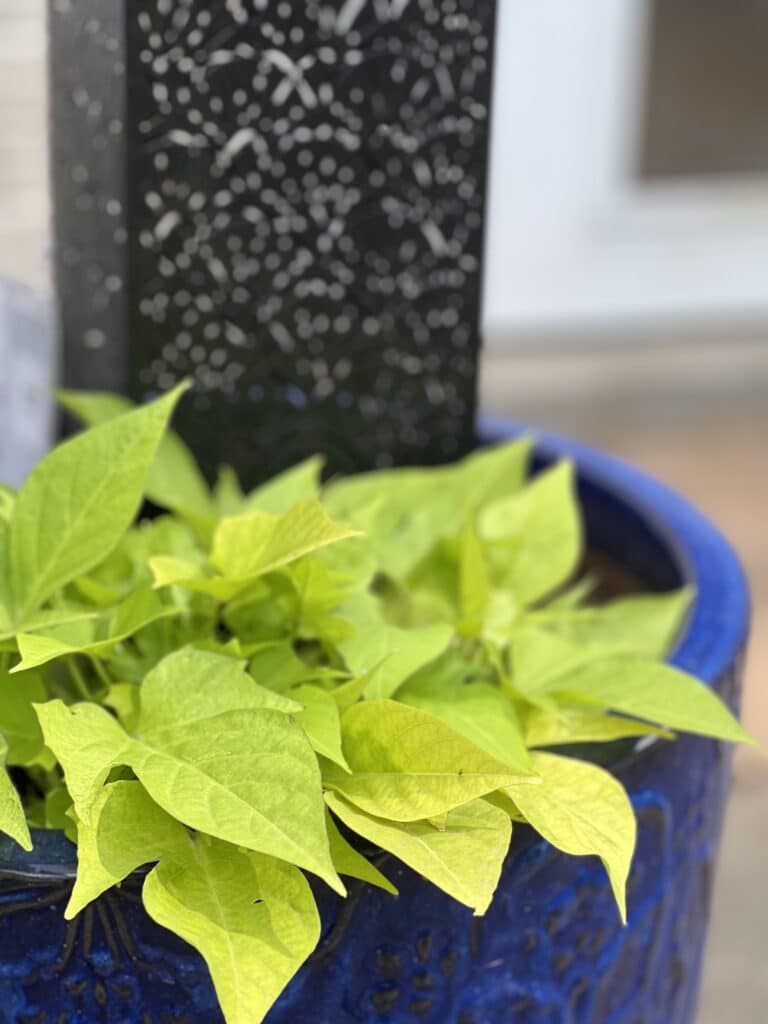 How to arrange potted plants on a patio: a large blue ceramic pot filled with sweet potato vine.