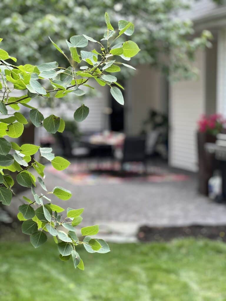 A view of an outdoor dining table through the branches of an aspen tree.