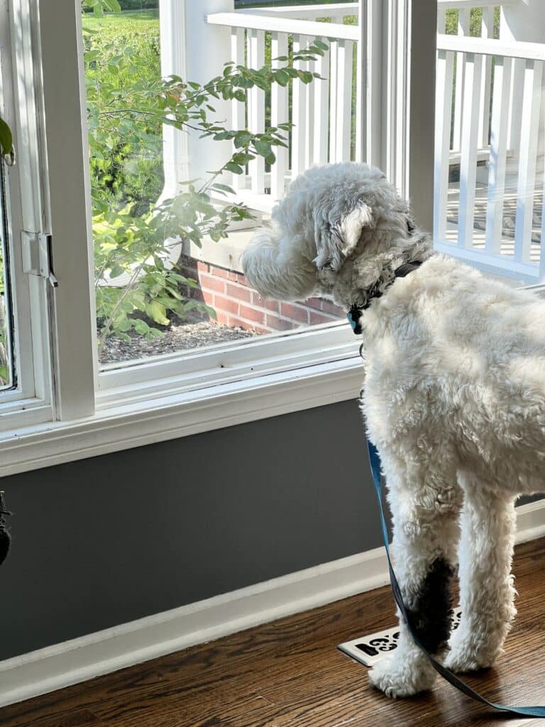 Our dog, Bentley, standing in the kitchen window.