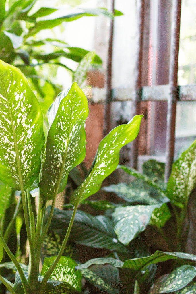Plants that are good for a covered porch: A Chinese Evergreen plant on a patio.