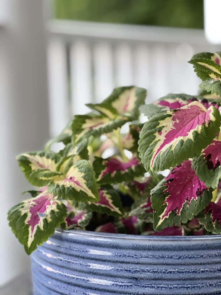 Plants that good for a covered porch: Pink and green coleus planted in a blue planter.